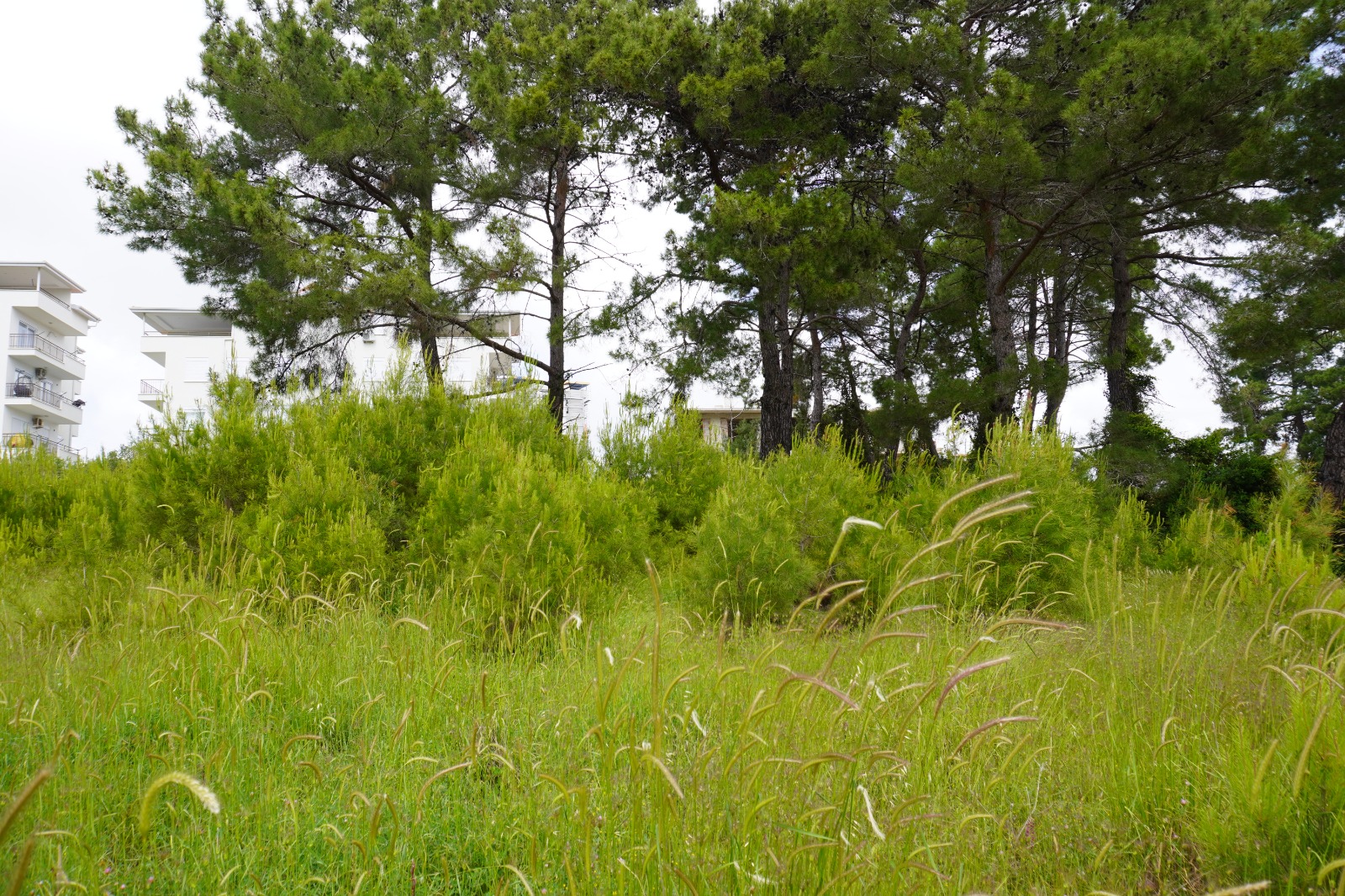 Manavgat Evrenseki Bölgesinde 2.396 m Satılık Arsa